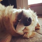 Profile Picture of Danielle Brookes (@danigirl1979) on Instagram