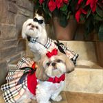 Profile Picture of Lucy&Gidget Shihtzus (@lil_lucybear) on Instagram