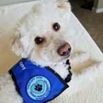 Profile Picture of Kirby & Buddy 🐩Bichon Poodles (@kirby.eatz) on Instagram