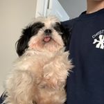 Profile Picture of Joshua Presley (@blondchicken123) on Instagram