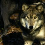 Profile Picture of Shane Ilgenfritz (@shane5f) on Instagram