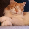 Profile Picture of Amanda Downer (@fluffyflufferton3) on Tiktok