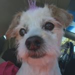 Profile Picture of Sophia Loren Barker (@sweetsophiapup) on Instagram