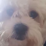 Profile Picture of Ollie-Shea Quinn (@quinn_boy_rulez) on Instagram