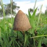 Profile Picture of Hallocinogens (@abnerdavid942) on Instagram