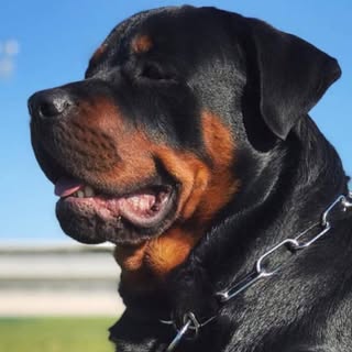 Profile Picture of Peter Rives (@peter_rives) on Instagram