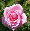 Profile Picture of Rosa 'Crescendo'on Wikipedia