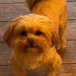 Profile Picture of Donna Elizabeth Katsikas-Caputo (@donnacaputo69) on Instagram