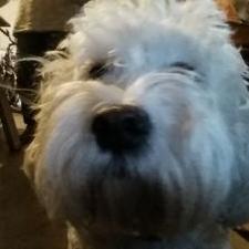 Profile Picture of Mike Sifford (@SiffordMike) on Twitter