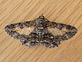 Profile Picture of Cleora injectariaon Wikipedia