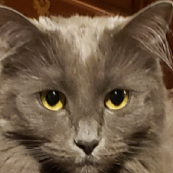 Profile Picture of Dominic Mizzoni (@dommiz) on Poshmark