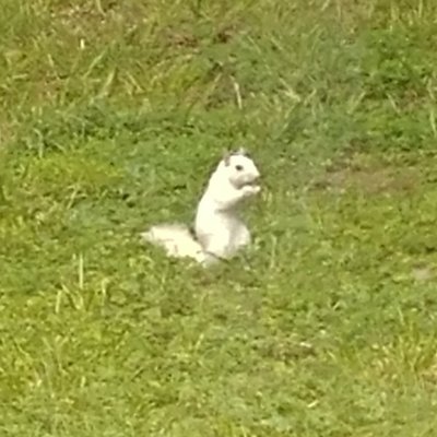 Profile Picture of Lawrence Welp (@HokieDolja) on Twitter