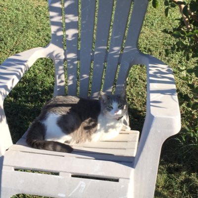 Profile Picture of Lora Scott (@SLora44) on Twitter