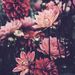 Profile Picture of Sarah Dimataris (@sarahdimataris) on Pinterest