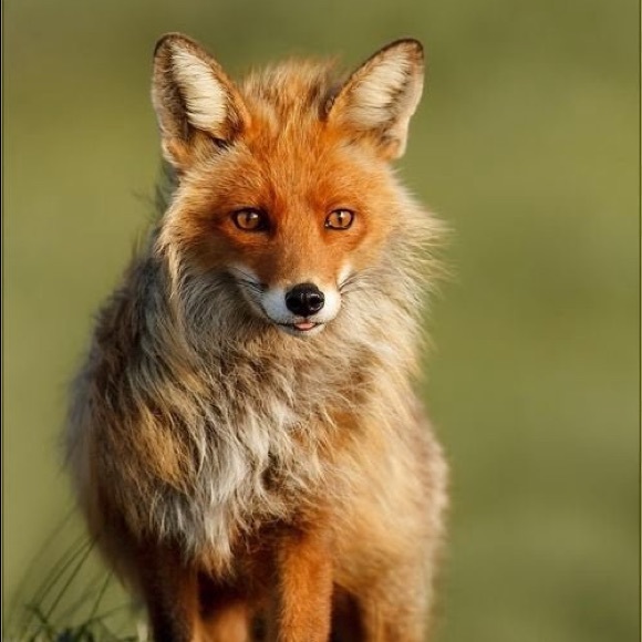 Profile Picture of Jason Diminico (@olympusq) on Poshmark