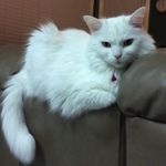 Profile Picture of Lucy Mayhew (@melulu46) on Instagram