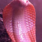 Profile Picture of Roy Mistretta (@roymistretta) on Instagram