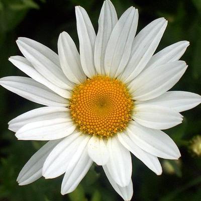 Profile Picture of Asunción Lora López (@asuncion_lora) on Twitter