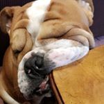 Profile Picture of Wilson Kouvelis (@mister_wilson_the_bulldog) on Instagram