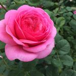 Lynette Davies - Instagram Profile Picture of Lynette Davies (@welshstitchergirl) on Instagram