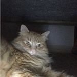 Profile Picture of Janet Weaver (@janetsueweaver) on Instagram