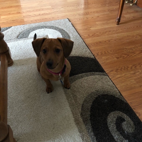 Profile Picture of Deaneen Pashea (@dpashea) on Poshmark