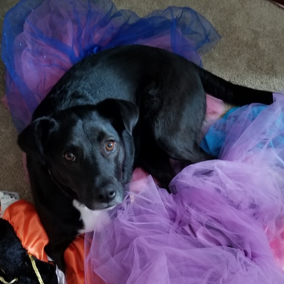 Profile Picture of Heiden Phillips (@hphillips2008) on Poshmark