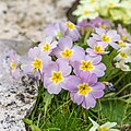 Profile Picture of Primulaceae - Wikipediaon Wikipedia