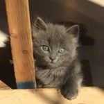 Profile Picture of Nadia Fraser (@fraser603) on Instagram