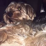 Profile Picture of Its Rex Reynolds (@iamrexreynolds) on Instagram