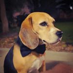 Profile Picture of 🐶Jimmy the Beagle🐶 (@beagle_jimmy) on Instagram