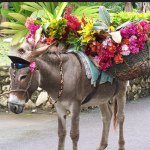 Profile Picture of Fredlink (@fredlink_the_jamaican_donkey) on Instagram