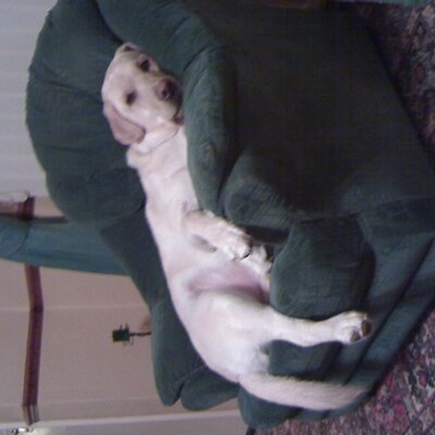 Profile Picture of Paula Corbett (@pac68) on Twitter