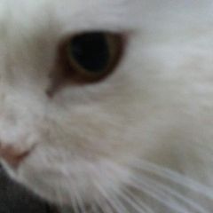 Profile Picture of Roberto passera (@robertopassera6) on Tiktok