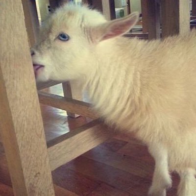 Profile Picture of Kelly Brandt (@KellyBrandt3) on Twitter