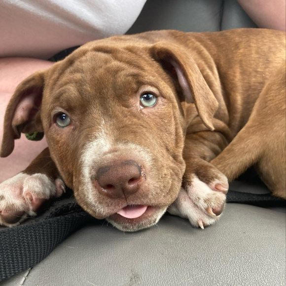 Profile Picture of Madi Kozitza (@ihave3pups) on Poshmark