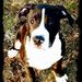 Profile Picture of Tyler Swatek-Carbone (@tswatekcarbone) on Pinterest