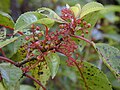Profile Picture of Perrottetiaon Wikipedia