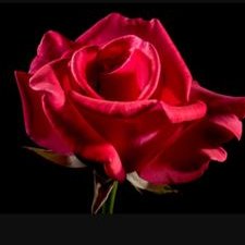 Profile Picture of Isaac Spears (@IsaacSpears5) on Twitter