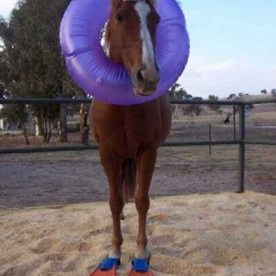 Profile Picture of Sarah Glaister (@SareJay) on Twitter