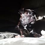 Levi Jones Kipp - Instagram Profile Picture of Levi Jones Kipp (@levi_kipp) on Instagram