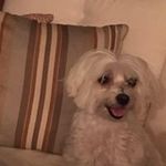 Profile Picture of Pamela Vandenberg (@vandenbergpamela) on Instagram