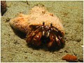 Profile Picture of Paguruson Wikipedia