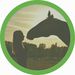 Profile Picture of Second Chance Rescue Horses (@SecondChanceRescue) on Pinterest
