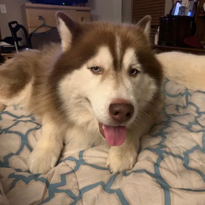 Profile Picture of Travis James Gokey (@travisgokey) on Twitter