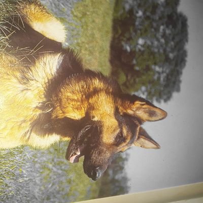 Profile Picture of Brian Haulk (@BrianHaulk) on Twitter