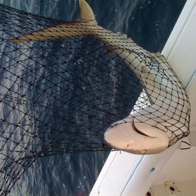 Profile Picture of Collin Franks (@ccoolliinn1) on Twitter