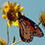 Profile Picture of Timothy Curtis (@TimothyCurtisPhotography) on Flickr