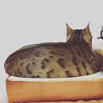 Profile Picture of Mandy Wu (@mandymiaomiaomiao) on Instagram