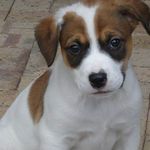 Profile Picture of Gabriel Yeung Siu (@woofysiu) on Instagram